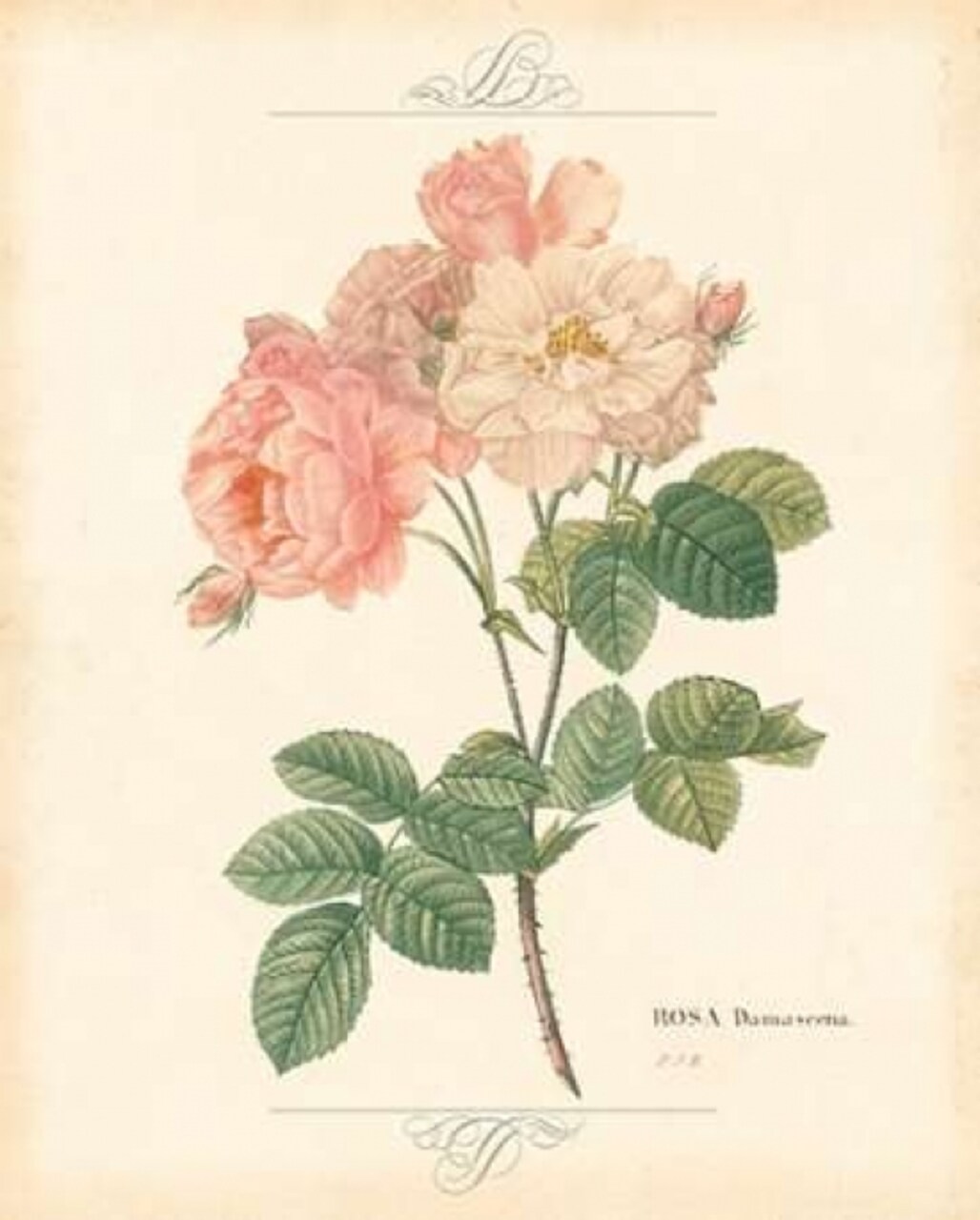 DETAILED FLORAL II Poster Print by Artique Studio - Item # VARPDXAX25944